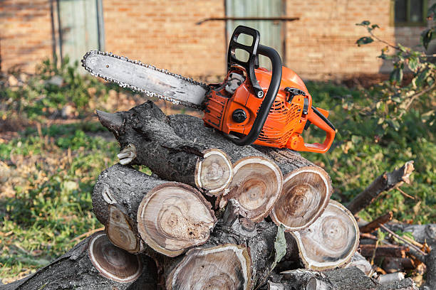 Best Tree Removal Cost  in Ventnor City, NJ